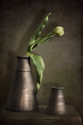 Stilleven met tulp