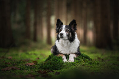 Border collie in het bos