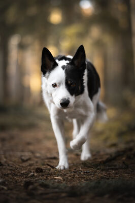 Sluipende Border Collie