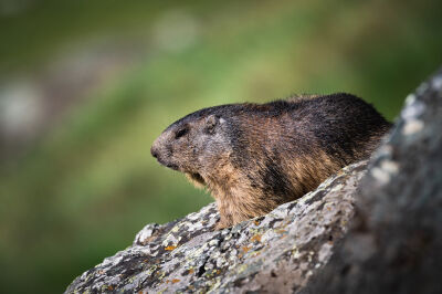 Marmot