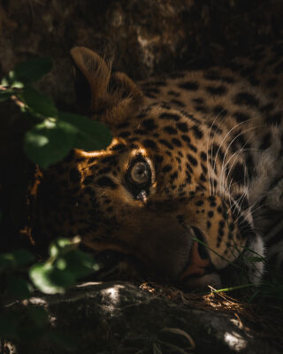 Leopard
