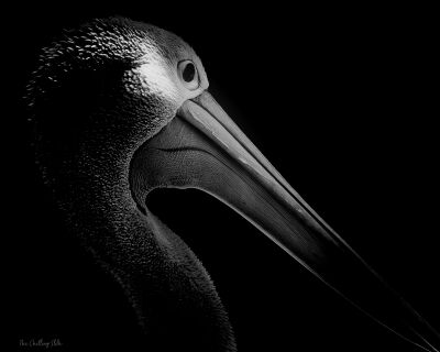 B/W Pelican