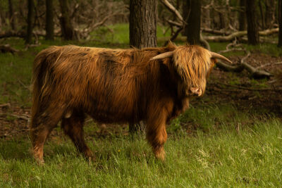 Schotse hooglander in Hollandse natuur.