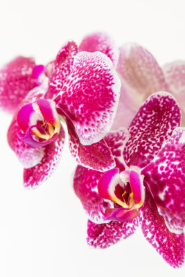 Orchidee