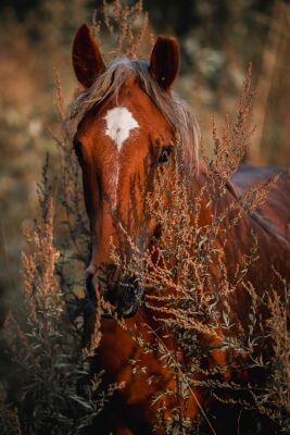 Verborgen Majesteit Paard in de Natuur