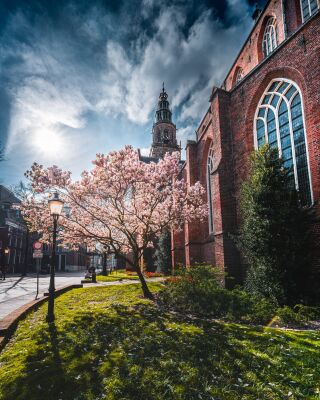 Blooming Magnolia by Martinikerk in Groningen