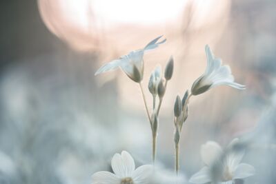 Bloemen part 6