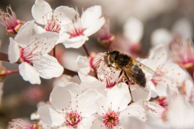 Bloesem Fuji Kers met bij