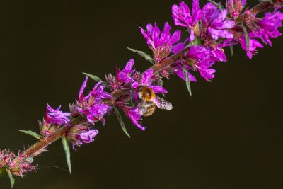 Hommel in bloei: Een moment van nectaroogst