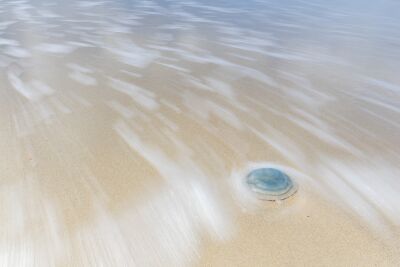 Blauw kwal op het Noordzeestrand