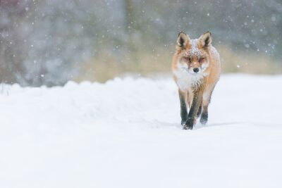 Fuchs im Schnee
