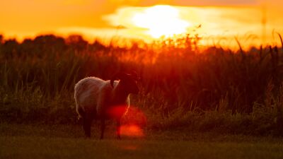 Sheep at sunset on Dutch field