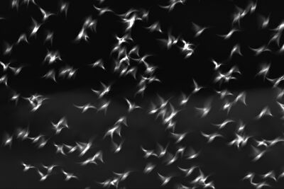 Abstract zwartwit beeld van een spreeuwenwolk