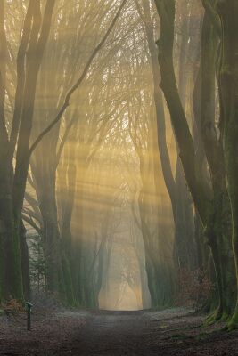 Boslandschap
