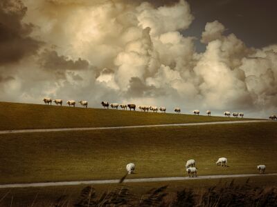 Schapen op de dijk 1