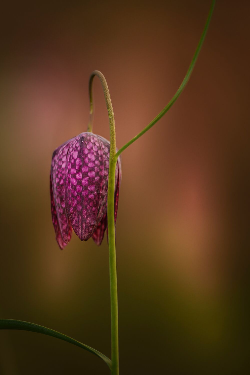Fritillaria