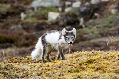 Poolvos in Longyearbyen