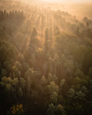 Golden Sunrise over the Forest – Fine Art Nature Wall Art on Hahnemühle Paper, Canvas or Aluminium