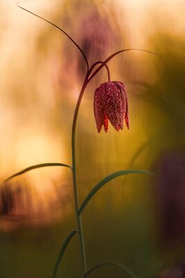 Fritillaria 2