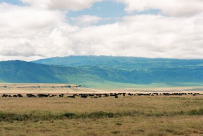 Buffalo herd in open landscape – Ngorongoro Crater, Tanzania
