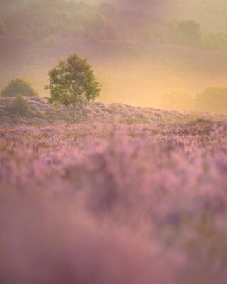 The lone birch
