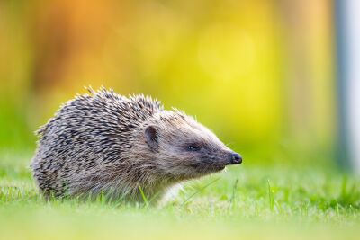 Egel in de tuin