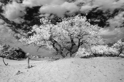 Infrarood landscape yellow tree