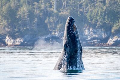 Young Humpback Whale