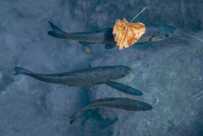 Silent Underwater World Fish and a Floating Leaf
