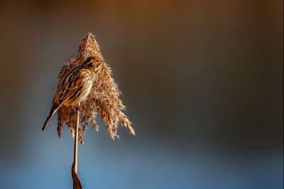 Female Reed Bunting