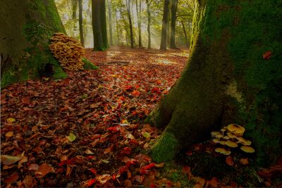 Boslandschap in herfstkleuren