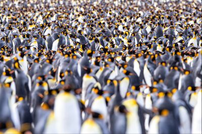 Wo ist Wally die Pinguin-Ausgabe