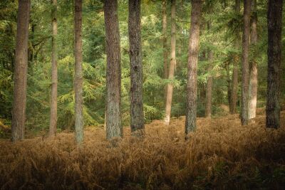 Forest Silence – Nature Wall Art on Fine Art Hahnemühle Paper, Acrylic Glass or Aluminum