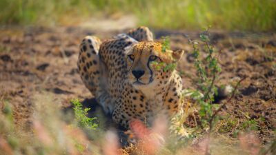 Schaduw van de Wildernis