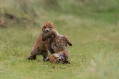Spelende jonge vossen zorgen voor fantastisch moment