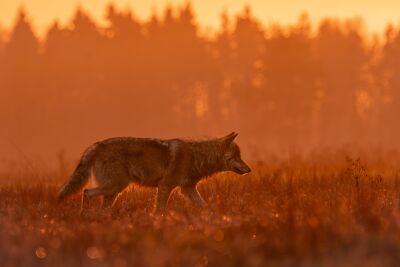 Wolf im goldenen Licht