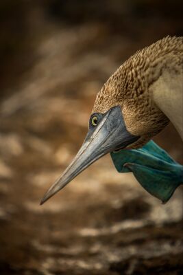 Blue-footed booby