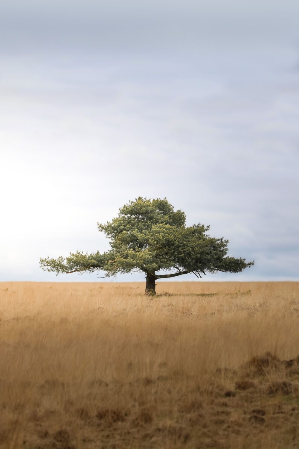Minimalisme