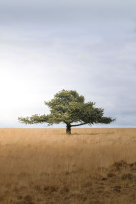 Minimalisme