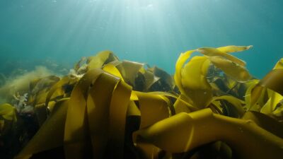 Garden of tranquility