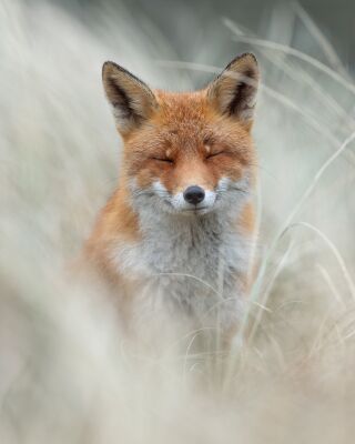 Rust in de wildernis – De Dromerige Vos