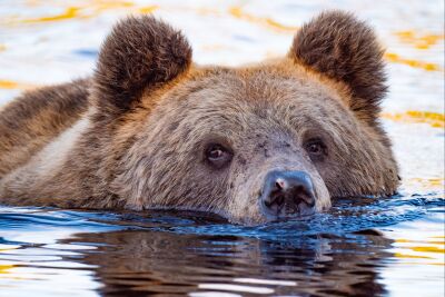 Yogi Bear gaat zwemmen