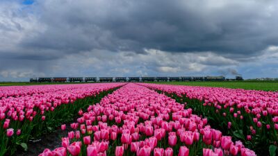 Dampflok Hoorn/Medemblik mit Tulpenfeld