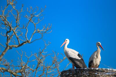 Cold-shouldering Storks
