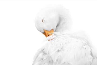 Pure Sereniteit Gans in Minimalistisch Wit