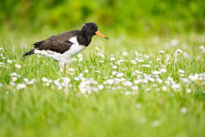 Jonge Scholekster omringd door Madeliefjes