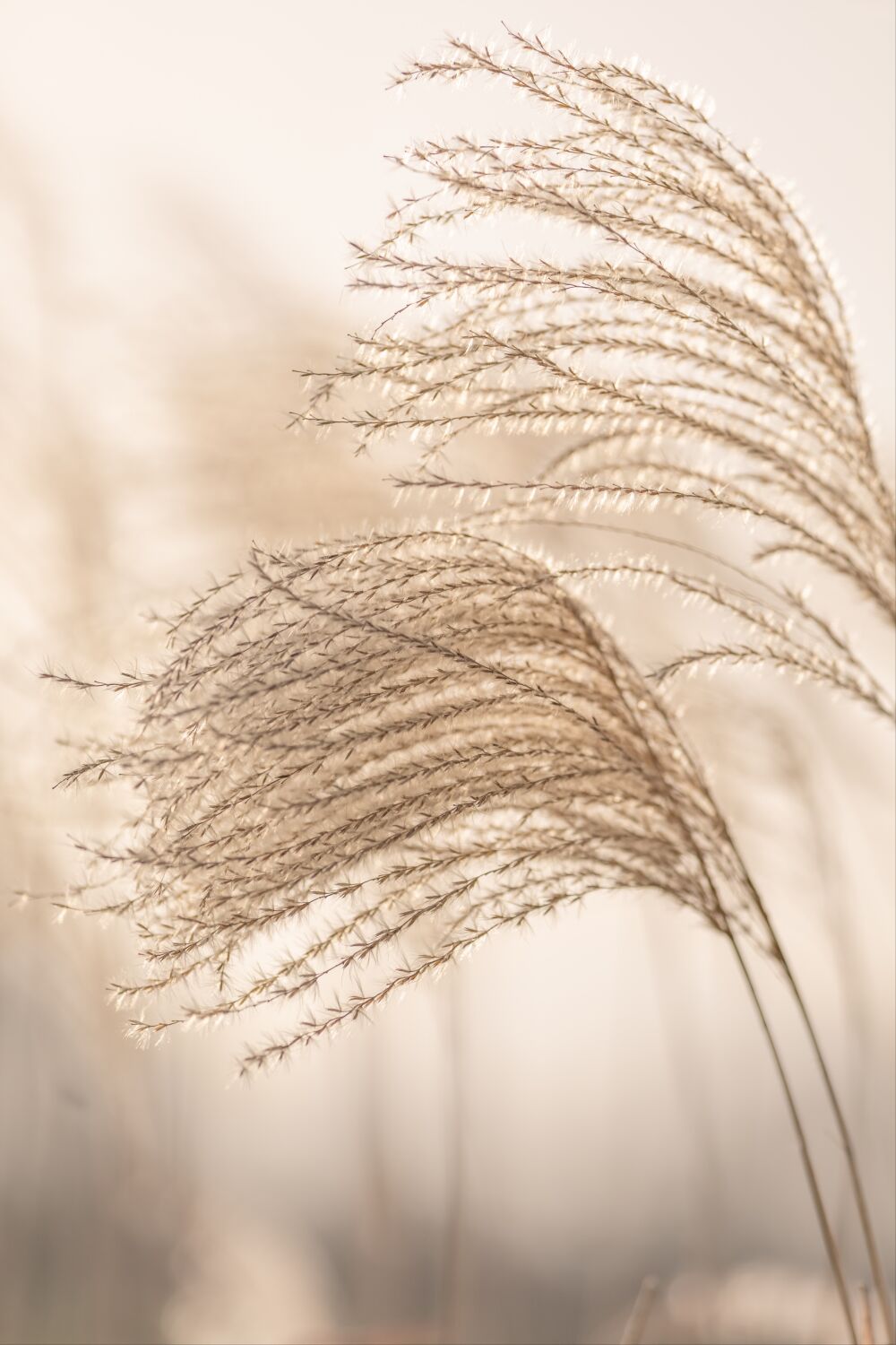Riet pluimen in zacht licht en zachte kleurtonen