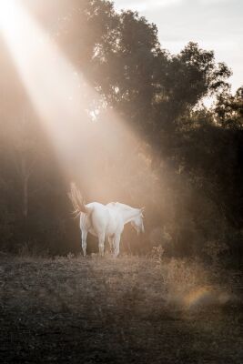 Horse Bathed in Gentle Sunlight at the Forest Edge