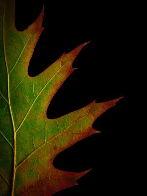 Ein Blatt. Ein Moment. Zeitlose Schönheit.