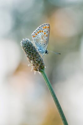 Blauwtje met bokeh